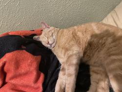 Lost Male Cat last seen Bert khouns and Linwood, Shreveport, LA 71106