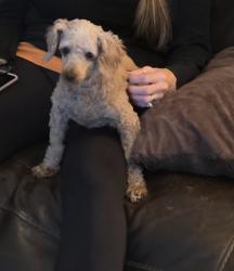 Reunited Female Dog last seen Marion oaks trail, Ocala, FL 34473