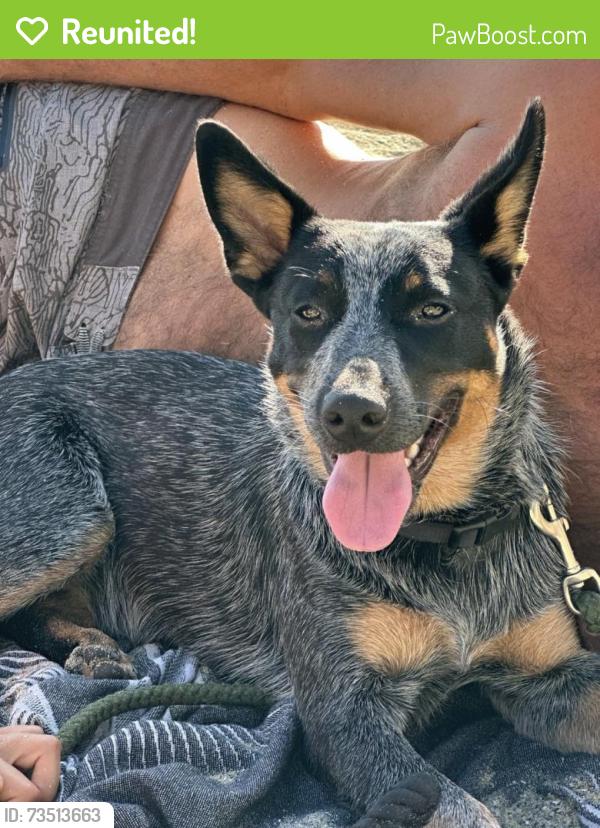 Reunited Female Dog last seen Near S Westgate Ave, Los Angeles, CA 90049