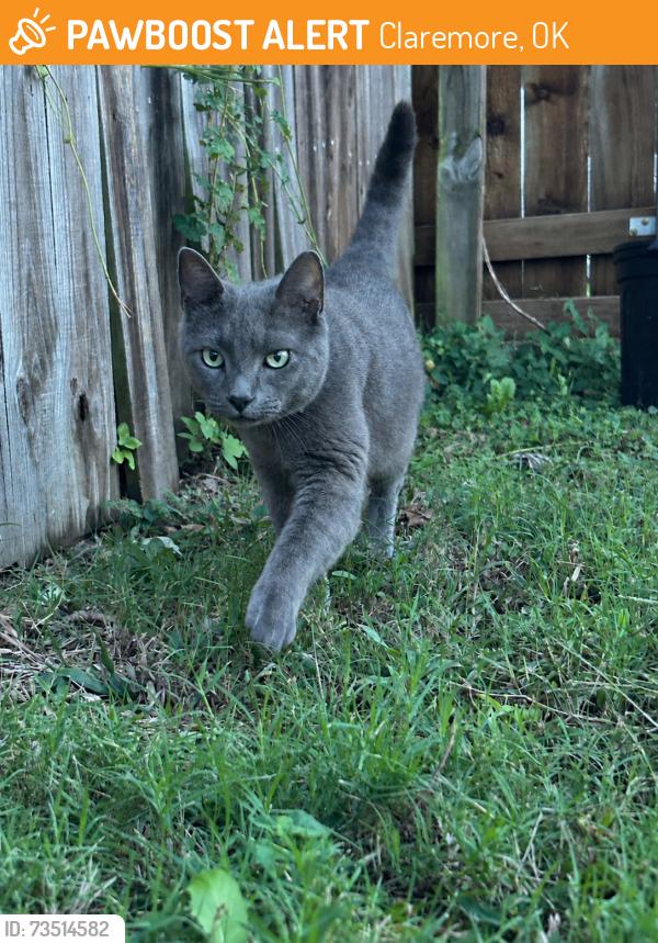 Found/Stray Female Cat last seen South point neighborhood, Claremore, OK 74019