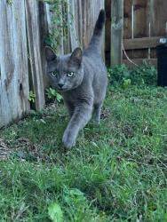 Found/Stray Female Cat last seen South point neighborhood, Claremore, OK 74019