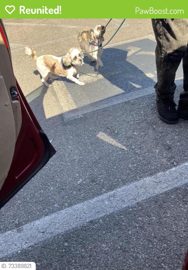 Reunited Male Dog last seen Livengood and Manalang, Las Vegas, NV 89123