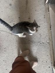 Found/Stray Unknown Cat last seen 10th and Wyckford Drive, Indianapolis, IN 46214