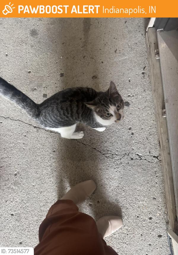 Found/Stray Unknown Cat last seen 10th and Wyckford Drive, Indianapolis, IN 46214