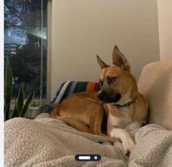 Reunited Male Dog last seen Near lake city way ne, Seattle, WA 98125