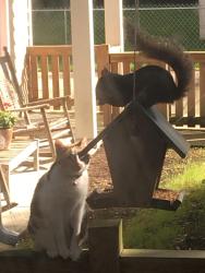 Reunited Female Cat last seen Sycamore Avenue, Concord apmts, Charleston, SC 29407