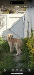 Reunited Male Dog last seen Near Putter Dr, Bonita, CA 91902, USA, Bonita, CA 91902