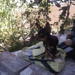 Lost Male Dog last seen Pecos, North Las Vegas, NV 89030