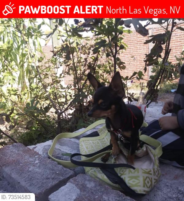 Lost Male Dog last seen Pecos, North Las Vegas, NV 89030