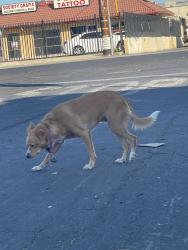 Found/Stray Unknown Dog last seen Crown Ave at Rose Marie Lane, Stockton, CA 95207
