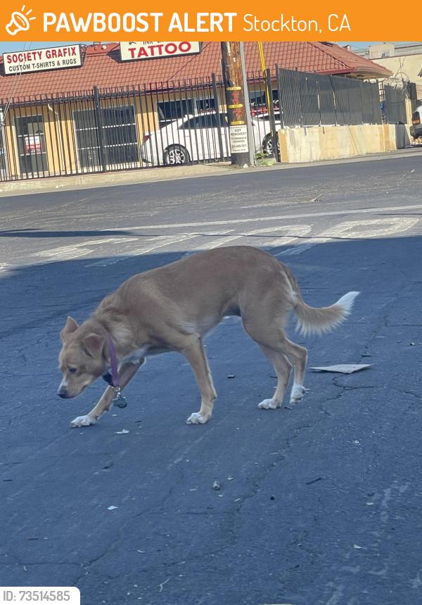 Found/Stray Unknown Dog last seen Crown Ave at Rose Marie Lane, Stockton, CA 95207
