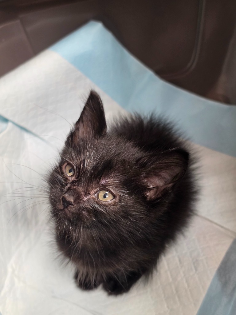 Shelter Stray Male Cat last seen Forest park, 8485 E Reno Ave, Midwest City, OK 73110, USA