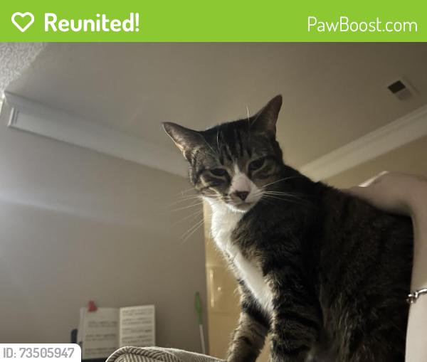 Reunited Female Cat last seen Jones Ferry Rd, Carrboro, NC 27510