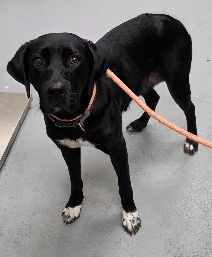 Shelter Stray Female Dog last seen Forest park, 8485 E Reno Ave, Midwest City, OK 73110, USA