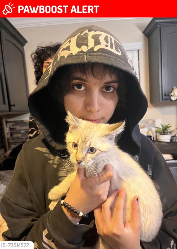 Lost Male Cat last seen Near cedar griove, Saratoga Springs, UT 84045