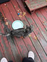 Found/Stray Male Cat last seen E 139th & York, Garfield Heights, OH 44125