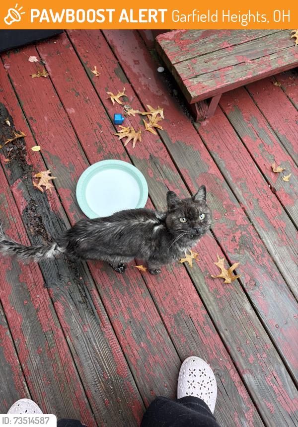 Found/Stray Male Cat last seen E 139th & York, Garfield Heights, OH 44125
