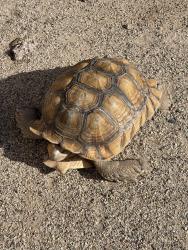Found/Stray Unknown Reptile last seen North Wilhelm Way & West Rau River Road. Neighborhood at Rillito At La Chollaa, Tucson, AZ 85705