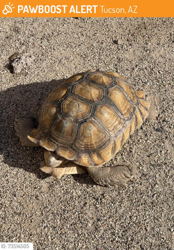 Found/Stray Unknown Reptile last seen North Wilhelm Way & West Rau River Road. Neighborhood at Rillito At La Chollaa, Tucson, AZ 85705