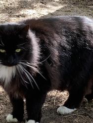 Reunited Male Cat last seen Fulton Street Cemetery, Grand Rapids, MI 49505