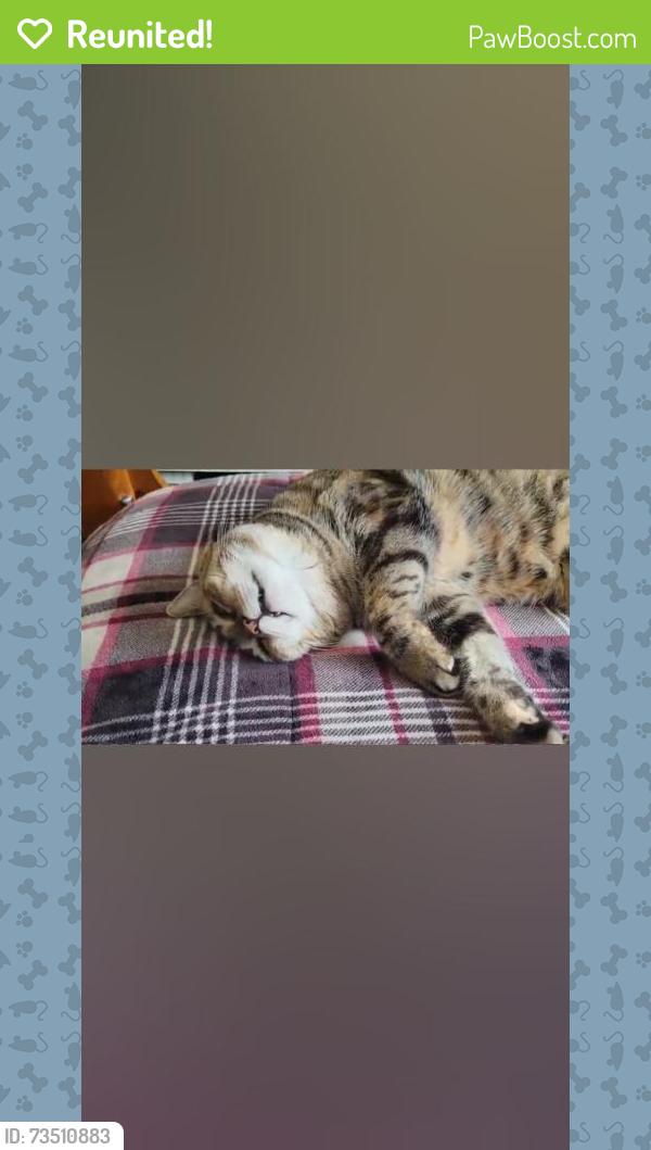 Reunited Female Cat last seen Torrance Beach entrance, Redondo Beach, CA 90277