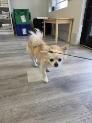 Reunited Male Dog last seen Steeles Ave E and Strawberry Hills Drive, Toronto, ON 