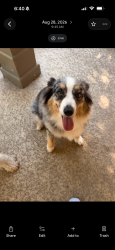 Reunited Female Dog last seen Chapel& Ritchie, Lorena, TX 76655
