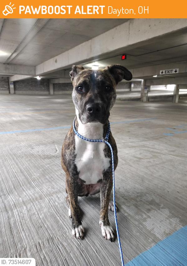 Found/Stray Female Dog last seen North Main Street and Monument avenue, Dayton, OH 45402