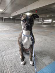 Found/Stray Female Dog last seen North Main Street and Monument avenue, Dayton, OH 45402