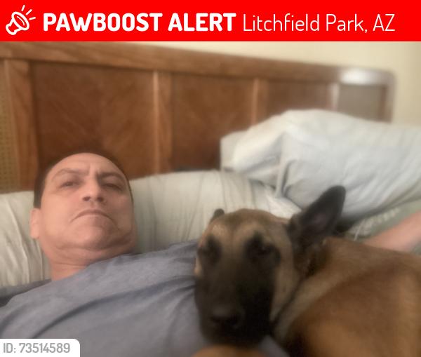 Lost Female Dog last seen Camelback and Dysart, Litchfield Park, AZ 85340