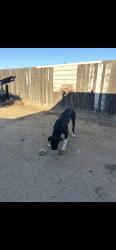 Found/Stray Male Dog last seen Dunwood St, Riverside, CA 92509
