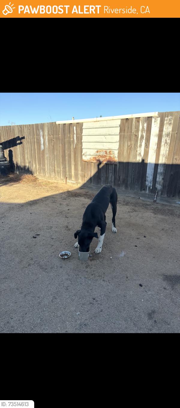 Found/Stray Male Dog last seen Dunwood St, Riverside, CA 92509