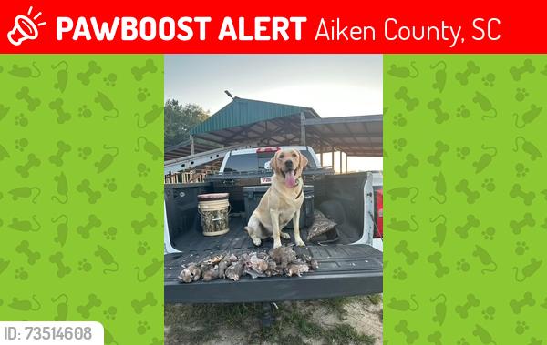 Lost Female Dog last seen Lake Shore Drive near Old Friar Rd and HWY 19 (Edgefield Hwy), Aiken County, SC 29801