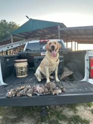 Lost Female Dog last seen Lake Shore Drive near Old Friar Rd and HWY 19 (Edgefield Hwy), Aiken County, SC 29801