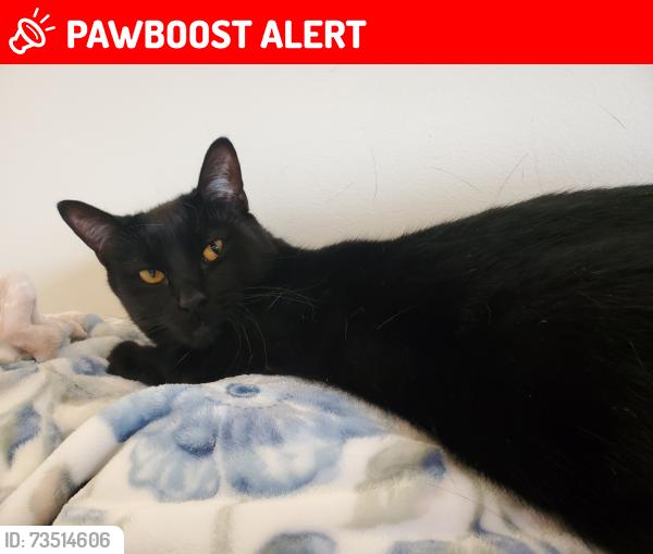 Lost Male Cat last seen Montevideo Road and Cobbinshaw Circle, Mississauga, ON L5N 2R3