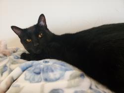 Lost Male Cat last seen Montevideo Road and Cobbinshaw Circle, Mississauga, ON L5N 2R3