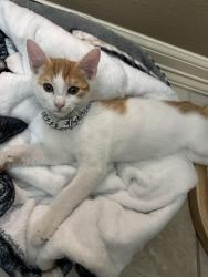 Lost Male Cat last seen Near N 45th St McAllen, McAllen, TX 78501
