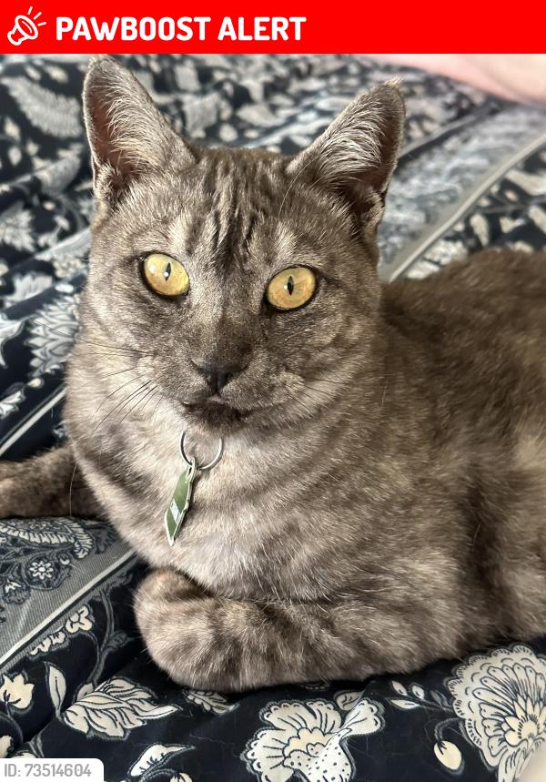 Lost Female Cat last seen Memphis and Alabama. Near lake street park, Huntington Beach, CA 92648