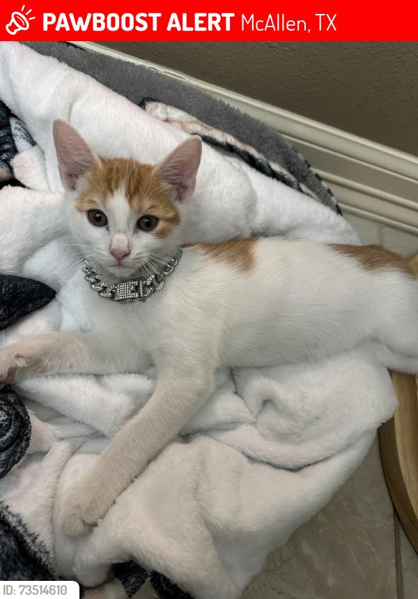 Lost Male Cat last seen Near N 45th St McAllen, McAllen, TX 78501