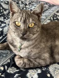 Lost Female Cat last seen Memphis and Alabama. Near lake street park, Huntington Beach, CA 92648