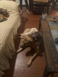 Lost Female Dog last seen Iva, Iva, SC 29655