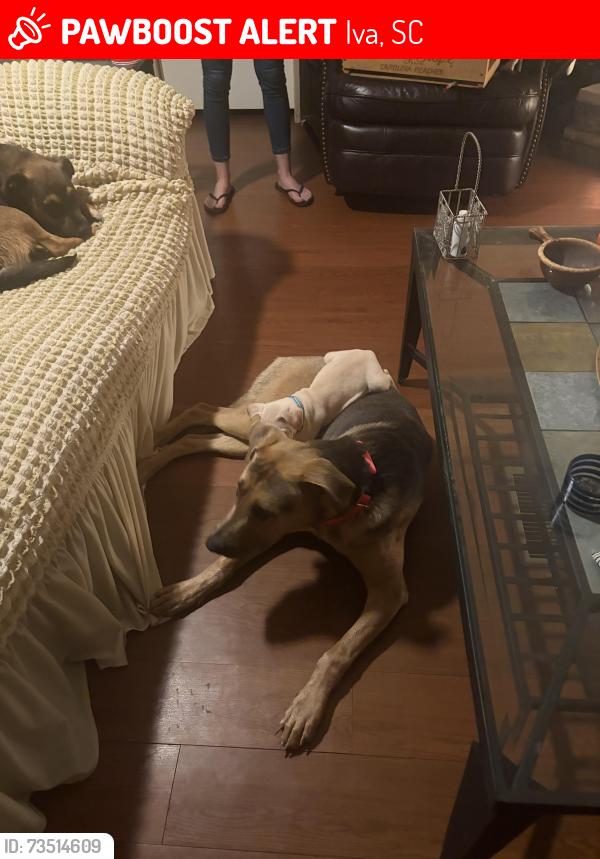 Lost Female Dog last seen Iva, Iva, SC 29655