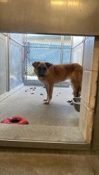 Shelter Stray Female Dog last seen 17TH ST & G ST, 2127 Front St, Sacramento, CA 95818, USA