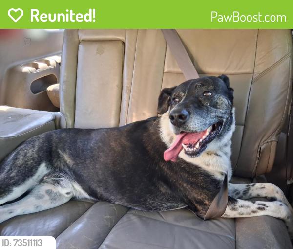 Reunited Male Dog last seen Fairview Baptist Church, Greenville County, SC 29687
