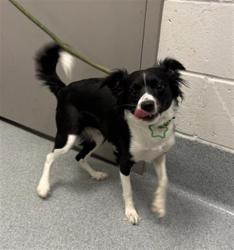 Shelter Stray Female Dog last seen Near, 5001 E Raymond St, Indianapolis, IN 46203, USA