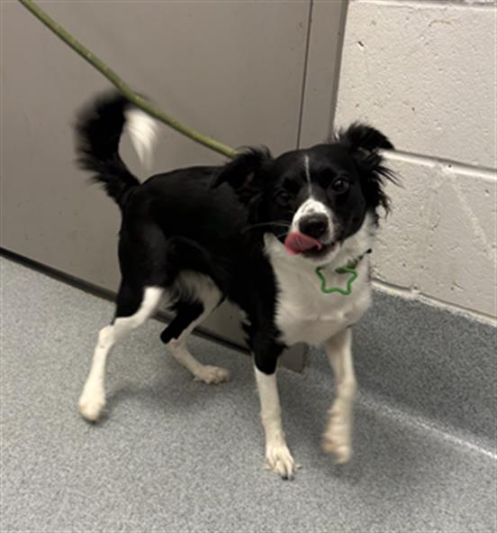 Shelter Stray Female Dog last seen Near, 5001 E Raymond St, Indianapolis, IN 46203, USA