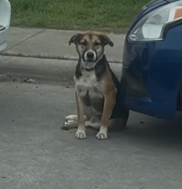 Shelter Stray Male Dog last seen PITLUK, 4710 TX-151, San Antonio, TX 78227, USA