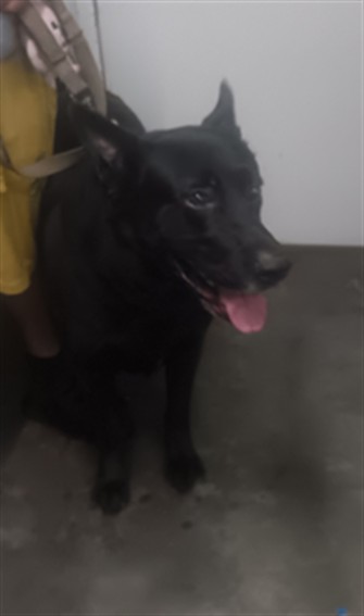 Shelter Stray Male Dog last seen , 1850 W 60th St, Los Angeles, CA 90047, USA