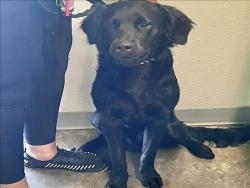 Shelter Stray Male Dog last seen , 1850 W 60th St, Los Angeles, CA 90047, USA