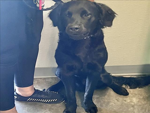 Shelter Stray Male Dog last seen , 1850 W 60th St, Los Angeles, CA 90047, USA